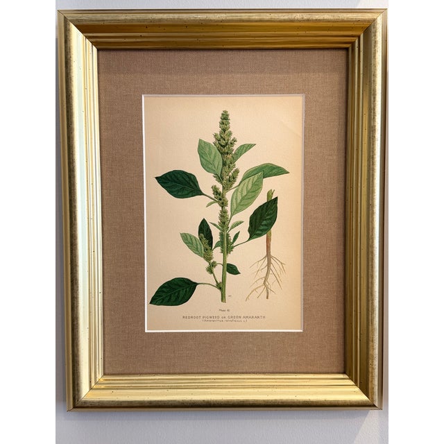 A Suite of Eight English Botanical Engravings, Late 19th Century For Sale - Image 10 of 13