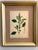 A Suite of Eight English Botanical Engravings, Late 19th Century For Sale - Image 10 of 13