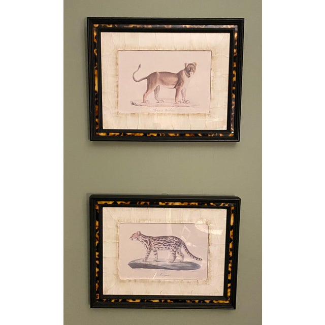 French John-Richard Framed Nature Prints of a Lioness & Margay Pair Faux Tortoiseshell Wood 16x12.5 For Sale - Image 3 of 18