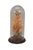 Victorian Late 20th Century Floral Butterfly Diorama Taxidermy Display Apothecary Cloche Dome 12" For Sale - Image 3 of 14