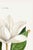 Illustration Southern Magnolia, Redouté Botanical Print, 24" X 36" For Sale - Image 3 of 8