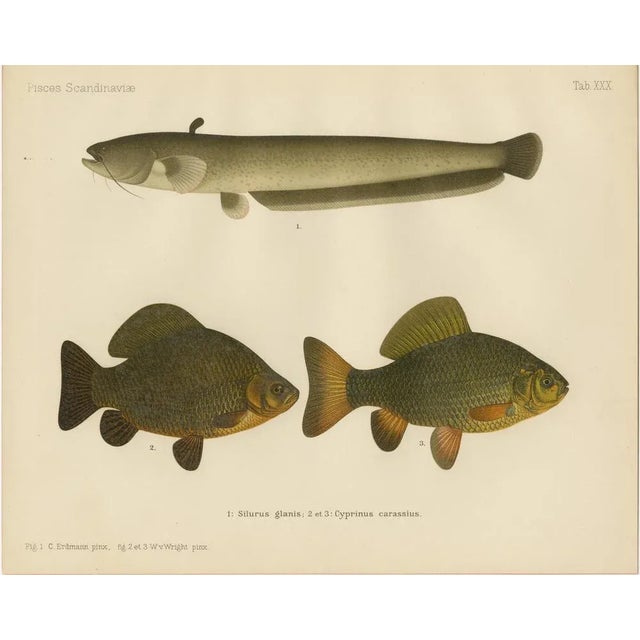 Scandinavian Freshwater Fish, 1895, Paper For Sale - Image 10 of 10