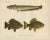 Scandinavian Freshwater Fish, 1895, Paper For Sale - Image 10 of 10