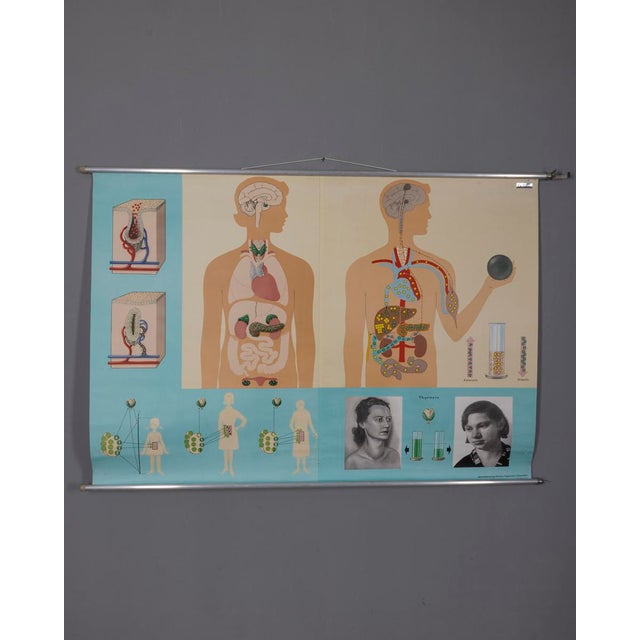 Vintage School Poster Hormones, the Bodys Active Substances from Lehrmittelverlag Wilhelm Hagemann, 1970s For Sale - Image 10 of 10