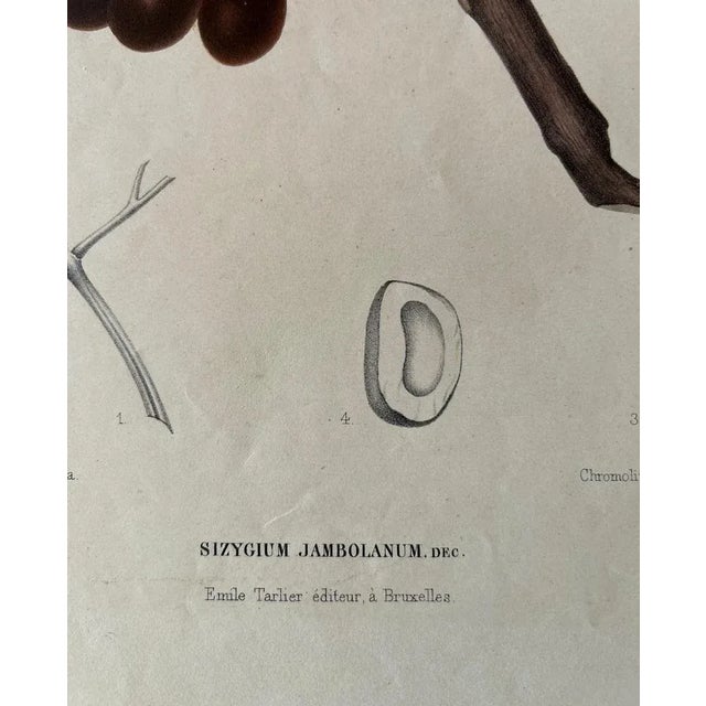 Hoola Van Nooten, Sizygium Jambolanum Java Plum, 1863, Lithograph For Sale - Image 9 of 10