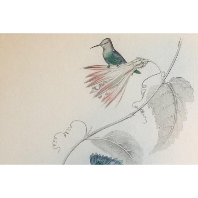 Antique "Thaumatias Nitidifrons" Original HandColored Lithograph by H