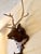 I bought this carved deer head at the flea market in Paris many many years ago. I always bought every black forest carving...