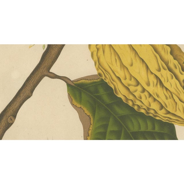 Hoola van Nooten, White Cacao Botanical, 1880, Chromolithograph For Sale - Image 4 of 10