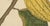 Hoola van Nooten, White Cacao Botanical, 1880, Chromolithograph For Sale - Image 4 of 10