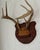 Cabin Mid-20th Century Whitetail Deer Antlers on Carved Shield Plaque For Sale - Image 3 of 5
