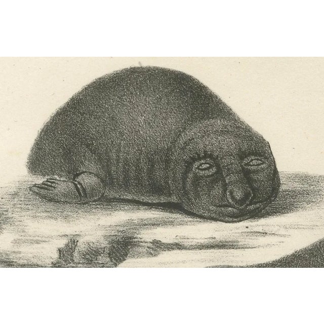 19th-century lithograph of seals and elephant seals in arctic and marine habitats : this detailed 19th-century lithograph...