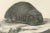 19th-century lithograph of seals and elephant seals in arctic and marine habitats : this detailed 19th-century lithograph...