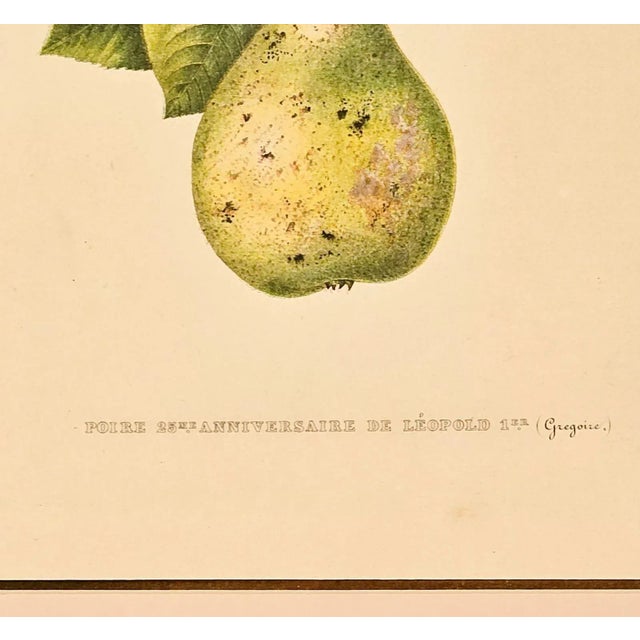 Print From Botanical Study of Fruits and Nuts by Duhamel Du Monceau, Early 19th Century For Sale - Image 4 of 4