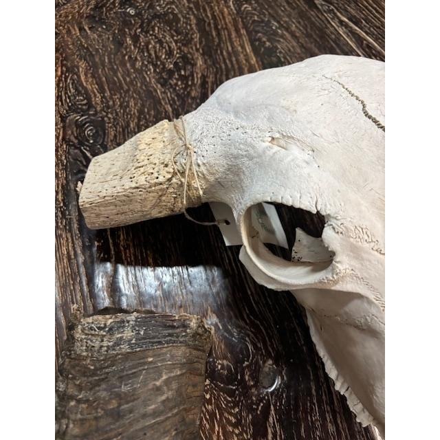 Bone Late 20th Century Water Buffalo Skull, Thailand For Sale - Image 7 of 11