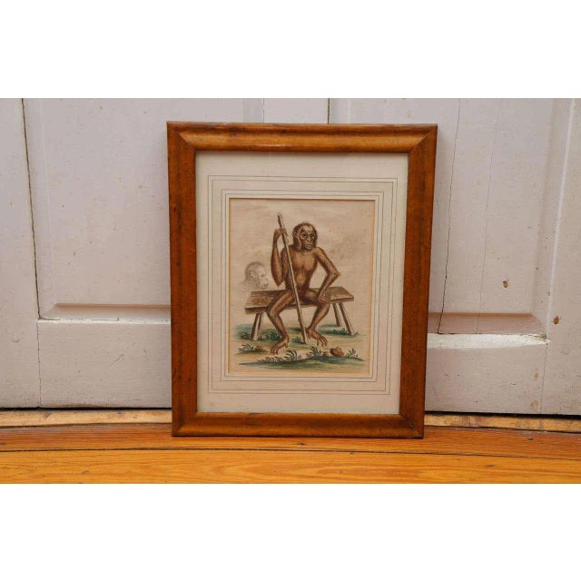 Hand colored engraving of a seated "wild man," orangutan or monkey holding a staff, after George Edwards, dated 1757....