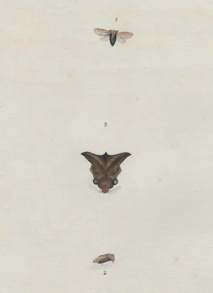 19th Century Engraving of Insects