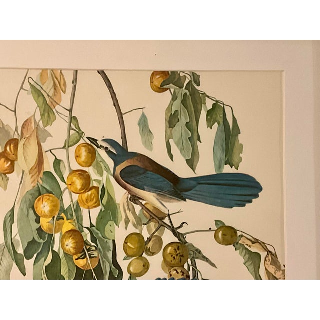 1960s 1960s Pair Audubon Folio Prints John James Audubon Florida Jay and Pileated Woodpecker Framed Black Matte. For Sale - Image 5 of 12