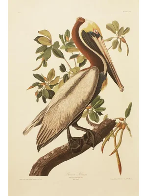 1990s Brown Pelican After Audubon, Large Cottage Print