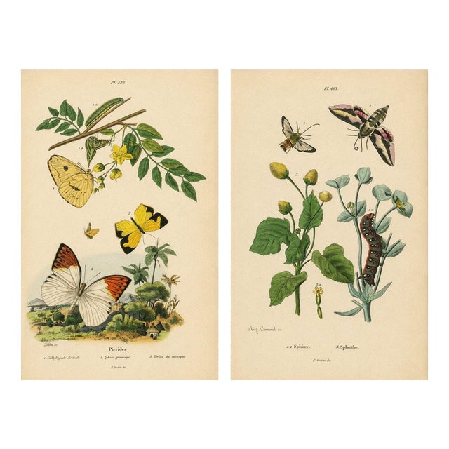 Guérin & Duméril, Butterfly and Moth, 1835, Engraving, Set of 2 For Sale