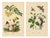 Guérin & Duméril, Butterfly and Moth, 1835, Engraving, Set of 2 For Sale