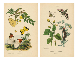 Guérin & Duméril, Butterfly and Moth, 1835, Engraving, Set of 2