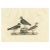 This engraving is from Prideaux John Selby's "Illustrations of British Ornithology," depicting two species of plovers. It...