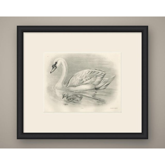 This antique bird print shows a mute swan swimming with the wings slightly raised over the back and the neck held in the...
