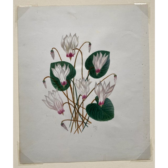 Antique 19th century botanical still life watercolor. Unsigned.