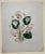 Antique 19th century botanical still life watercolor. Unsigned.