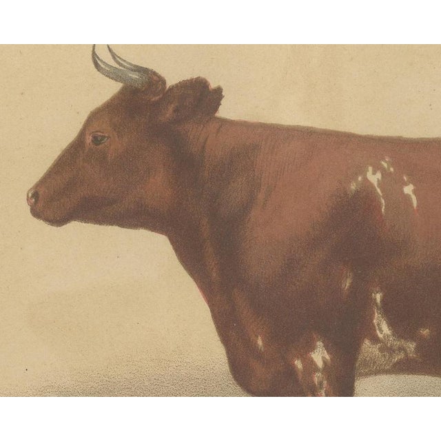 Olivier De Penne, Ayrshire Cow, Scottish Dairy Cattle, 1863, Chromolithograph For Sale - Image 4 of 9