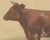 Olivier De Penne, Ayrshire Cow, Scottish Dairy Cattle, 1863, Chromolithograph For Sale - Image 4 of 9