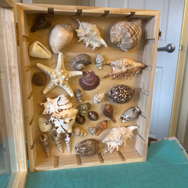 The collection features a diverse, thoughtfully arranged assortment of ethically sourced specimens. It showcases varied...