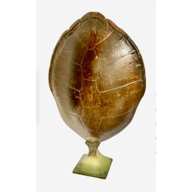 Monumental Natural Antique Turtle Carapace Shell Lamp For Sale - Image 12 of 15