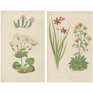 Bell, Alpine Botanical Illustrations of Anomatheca and Saxifrage, 1874, Lithographs, Set of 2 For Sale