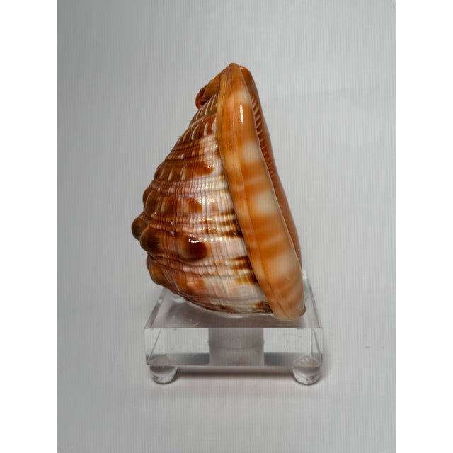 Mid 20th Century Vintage Coastal Red Helmet Shell With Lucite Stand, Peach, Apricot & Cream For Sale - Image 5 of 11