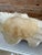 Vintage Sculptural Coastal Tridacna Gigas Clam Shell For Sale - Image 4 of 11
