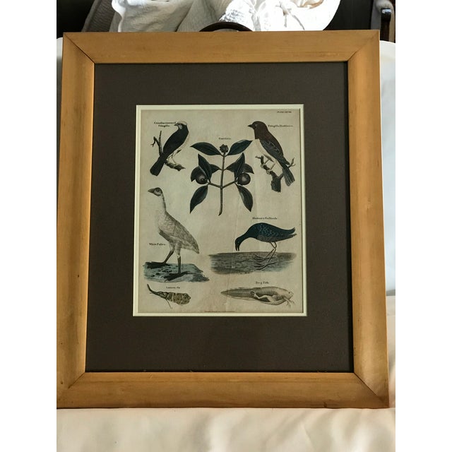 Illustration Pair 19th C Hand Colored Engravings of Extinct Species For Sale - Image 3 of 15