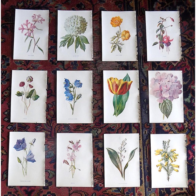Antique 19th Century Edward Hulme Botanical "Garden Flowers" Lithographs - Set of 12 - Super Price! For Sale - Image 9 of 9