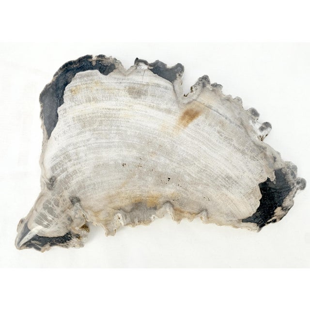 Petrified Wood Antarctica Shape Solid Black & Tanl Bowl Dish Large Plate Ashtray For Sale - Image 9 of 13
