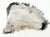 Petrified Wood Antarctica Shape Solid Black & Tanl Bowl Dish Large Plate Ashtray For Sale - Image 9 of 13