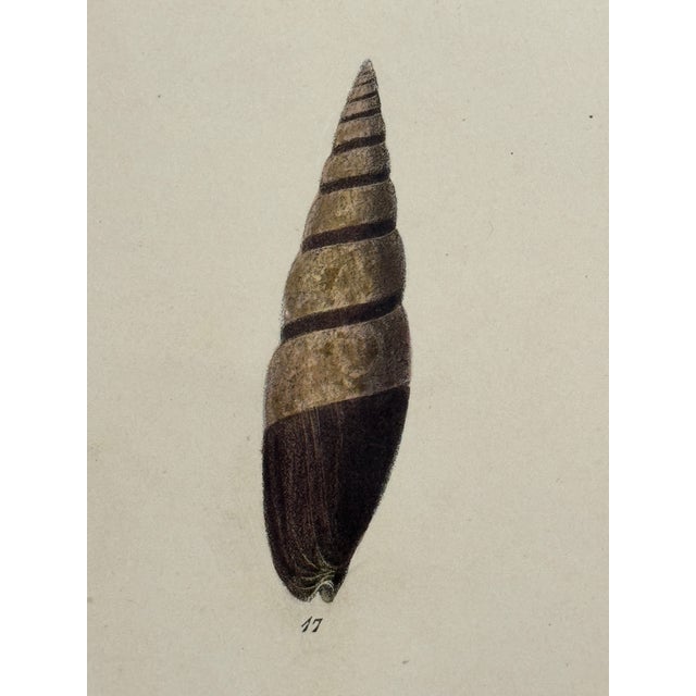 Hand-Colored Antique George Sowerby Engraved Plates Ft. Seashells - Set of 6 For Sale - Image 10 of 11