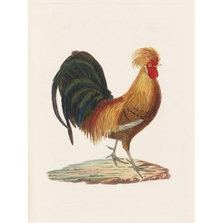 Antique Chicken Farmhouse Print For Sale