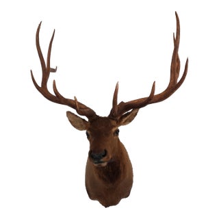 Elk 13 Point Mount Head and Bust For Sale