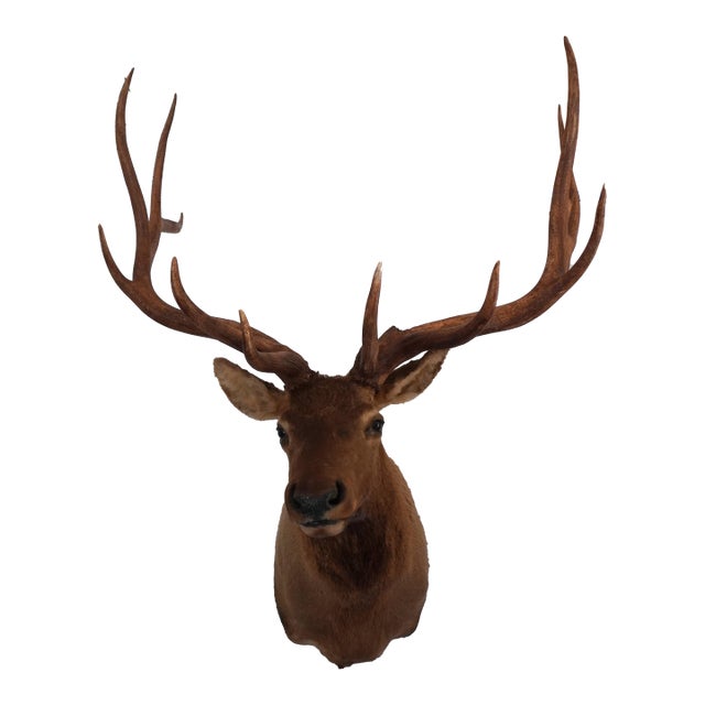 Elk 13 Point Mount Head and Bust For Sale
