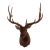 Elk 13 Point Mount Head and Bust For Sale