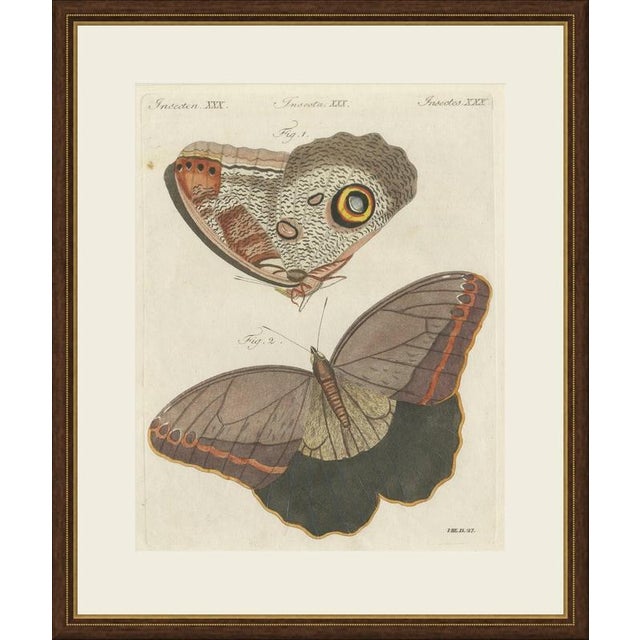 This antique butterfly print shows the forest giant owl butterfly, Caligo eurilochus, from Suriname, in two views on an...