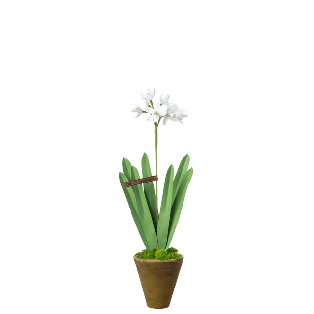 Handmade paperwhites in a beautiful aged terra cotta pot finished with moss on top. Approximately 16" tall. Pot measures...