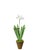 Handmade paperwhites in a beautiful aged terra cotta pot finished with moss on top. Approximately 16" tall. Pot measures...