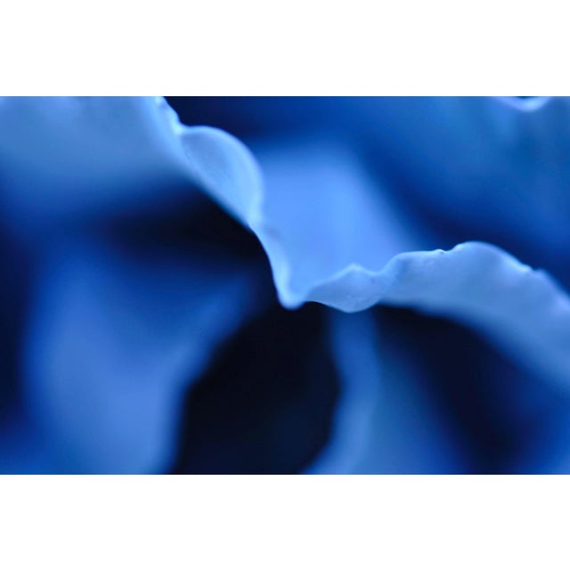 Gaétan Caron "Indigo" Abstracted Floral Photograph, Mendocino, Ca, 2013 For Sale