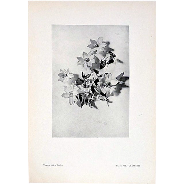 Set of 12 Antique Botanical Photogravure Plates From the First Edition of Nature's Aid to Design (1907) For Sale - Image 13 of 13